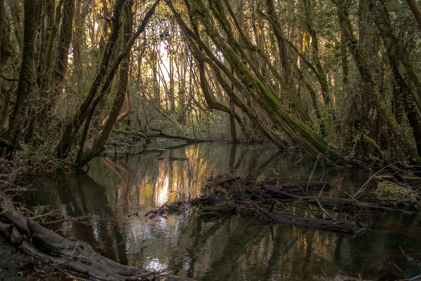 Bosque de las Sombras — imagen 1
